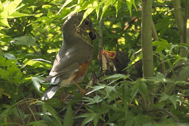 새끼가 태어난 지 12일째, 어미가 새끼에게 잘 익은 벚나무 열매를 먹이로 주고 있다.