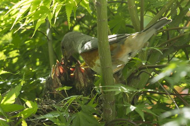 되지빠귀 새끼 5형제가 무럭무럭 자라난다.