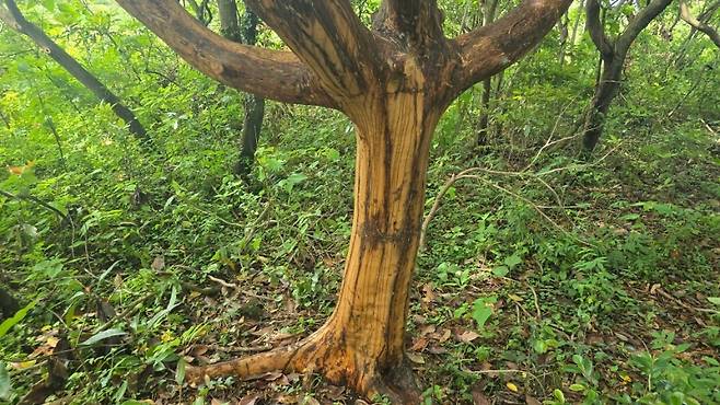 어제(16일) 서귀포시 표선면 성읍리의 한 임야에서 발견된 박피된 후박나무 (제주자연의벗 제공)