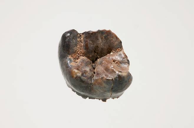 공주 왕릉원 2호분 출토 어금니.