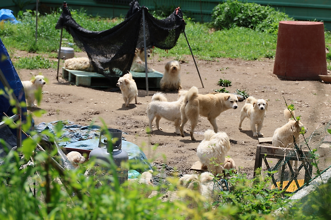 개농장. 기사 내용과 무관. [사진 = 연합뉴스]
