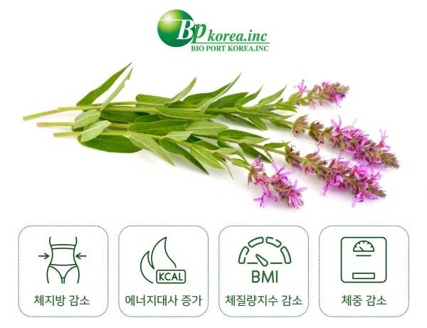 식품 생산 업체 바이오포트가 K푸드 기대주로 주목받는다. 사진은 지난해 12월 식품의약품안전처로부터 개별인정형 원료 승인을 획득한 바이오포트의 체지방 감소를 돕는 ‘털부처꽃추출물’. (바이오포트 제공)