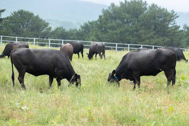 제주흑우. 농촌진흥청