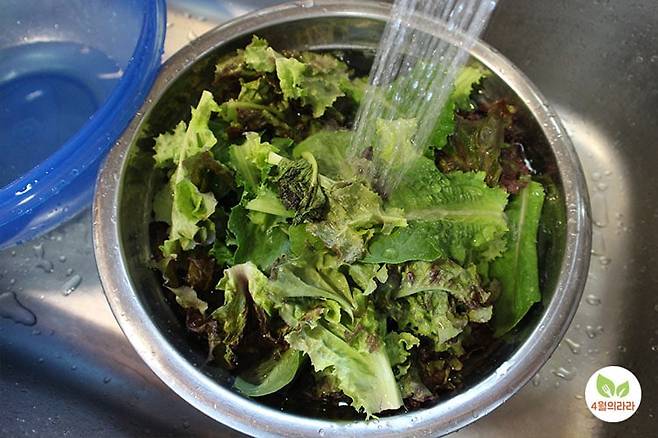 상추를 씻는 모습