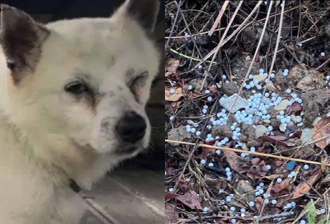 비비탄을 맞고 다친 반려견과 마당에서 발견된 비비탄 (사진=비글구조네트워크)