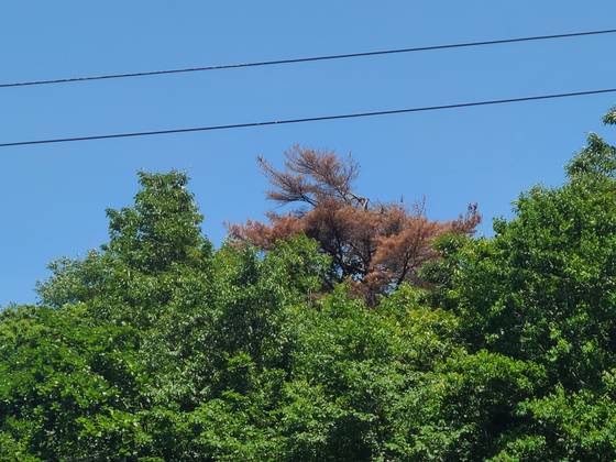 강원 강릉시에서 확인된 소나무재선충병 감염목. 나무가 붉게 시들어 말라 죽어 있다.〈사진=강원특별자치도청 제공〉