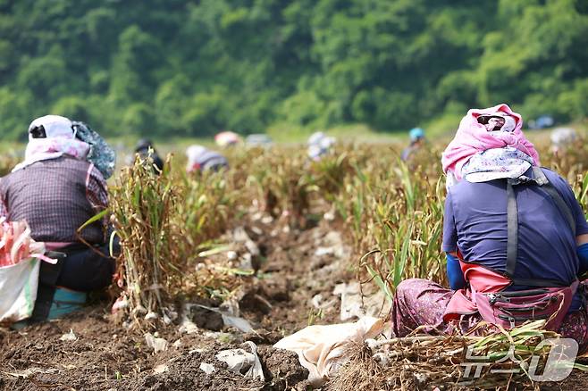 농민들이 단양군 어상천면의 한 마늘밭에서 마늘을 캐고 있다.2025.6.18./뉴스1 ⓒ News1 손도언 기자