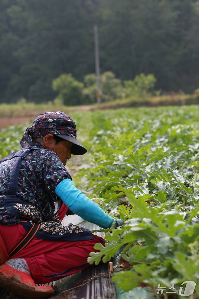 단양군 어상천면 주민이 노지 수박밭에서 수박 순 따기에 힘을 보태고 있다.(단양군 제공. 재판매 및 DB금지)/뉴스1