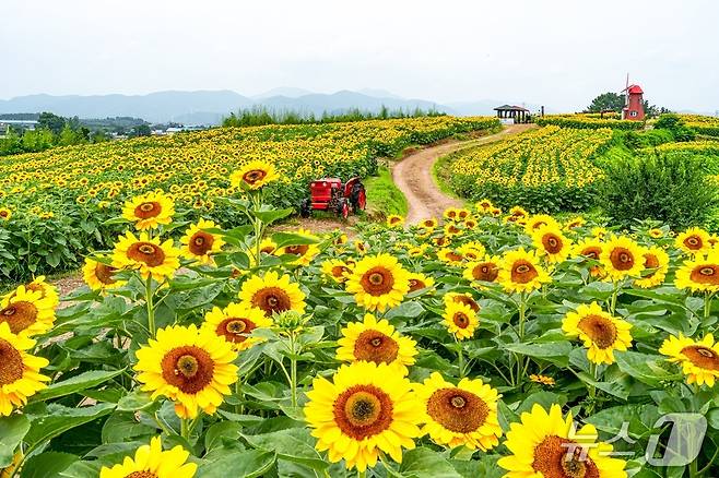 함안 강주해바라기 축제장(함안군 제공. 재판매 및 DB금지).
