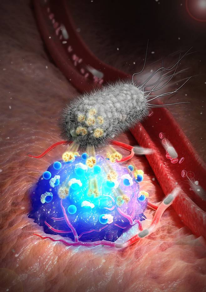 KIST 연구진이 종양에 도달해 스트렙트아비딘을 분비하고, 암의 위치를 형광 신호로 표시하는 박테리아 기반 조영 플랫폼을 개발했다. 국제 학술지 표지논문에 쓰인 관련 이미지./KIST