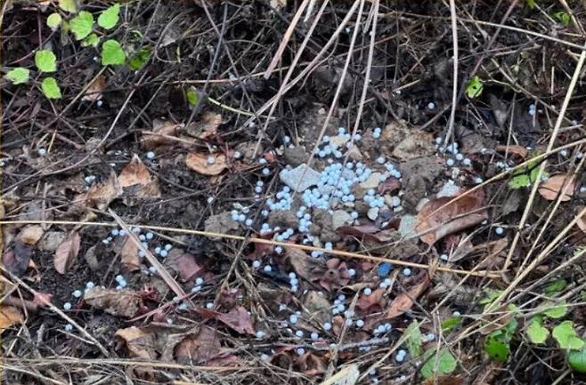 개 4마리에게 쏜 비비탄. 비글구조네트워크 제공