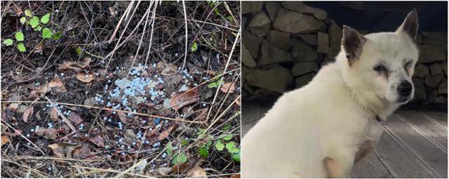 범행 이후 식당 마당에서 발견된 비비탄 총알(왼쪽 사진)과 부상을 입어 눈을 제대로 뜨지 못하는 개. 비글구조네트워크 인스타그램 캡처