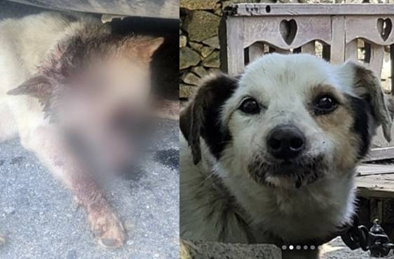 경기 여주시의 한 주택에서 둔기로 머리를 맞아 안와골절을 입은 개(왼쪽). 오른쪽은 경남 거제시의 한 식당 마당에서 현역 군인 등이 쏜 비비탄 총알에 맞아 다친 개. 자료 : 연합뉴스·비글구조네트워크