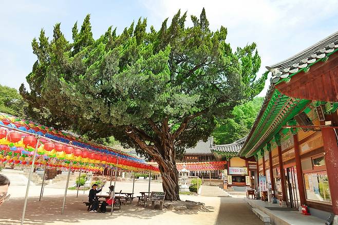 은해사 500년 향나무[사진/백승렬 기자]