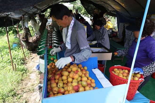 살구 분류 작업 [촬영 박세진]