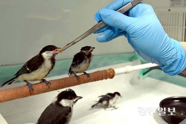 인큐베이터안에 있는 어린 박새들이 직원이 주는 먹이를 받아먹고 있다. 사진/김용국기자 yong@kyeongin.com