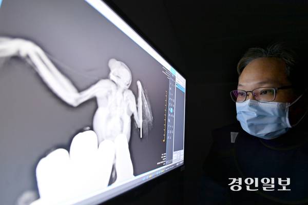 김도현 수의사가 날개가 부러진 솔부엉이(천연기념물 제324-3호)의 X-레이를 보고 있다. 사진/김용국기자 yong@kyeongin.com