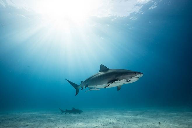 상어의 항체는 도대체 어디서 만들어질까? 최근 혈당을 조절하고 소화 효소를 생산하는 췌장이 면역 무기고 역할까지 수행한다는 새로운 연구결과가 나왔다. [사진=게티이미지뱅크]