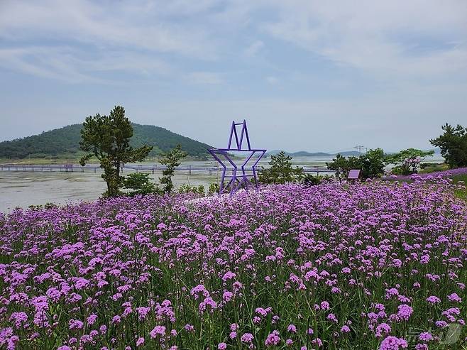 신안 퍼플섬에 핀 버들마편초 (신안군 제공. 재판매 및 DB금지) /뉴스1