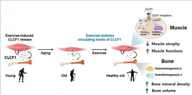 특이 단백질이 정상 분비될 경우 근육이 강화된다는 사실을 밝힌 연구 모식도.(그림=생명연)