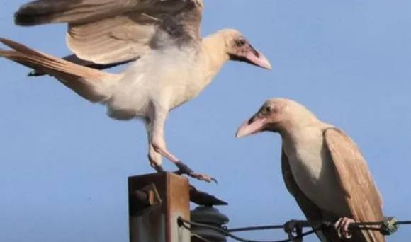 흰 까마귀 두 마리가 전신주 위에 앉아 있다. [사진=마이니치 신문]
