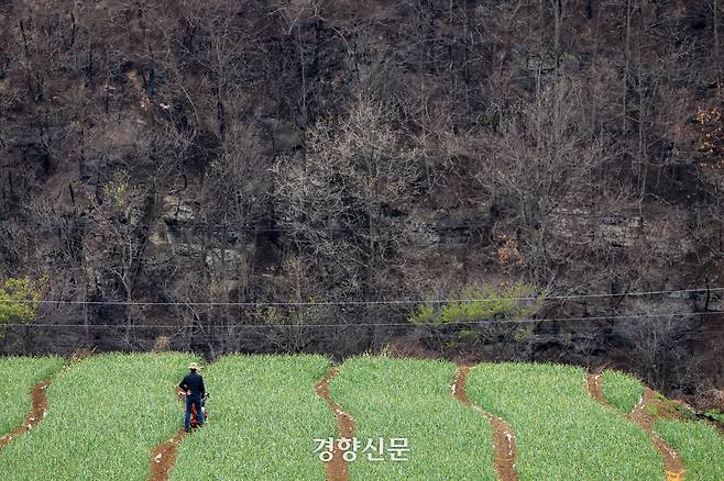 경북 의성군 단촌면의 한 밭에서 농민이 지난 4월20일 불에탄 산을 바라보고 있다. 이준헌 기자