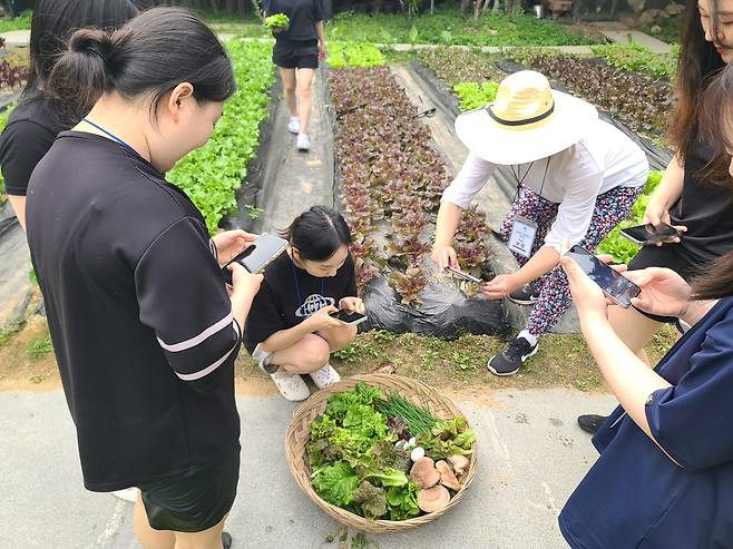 Travelers pick vegetables from a garden during the package tour Choncance by the travel agency Jigu-noriter. [JIGU-NORITER]
