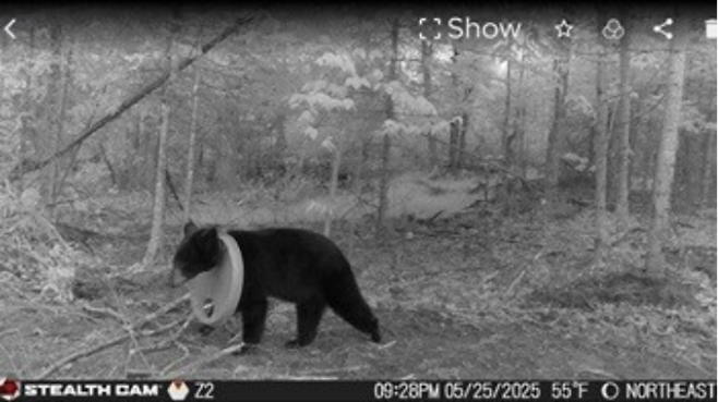 무인 카메라에 찍힌 곰 모습. [사진 = DNR]