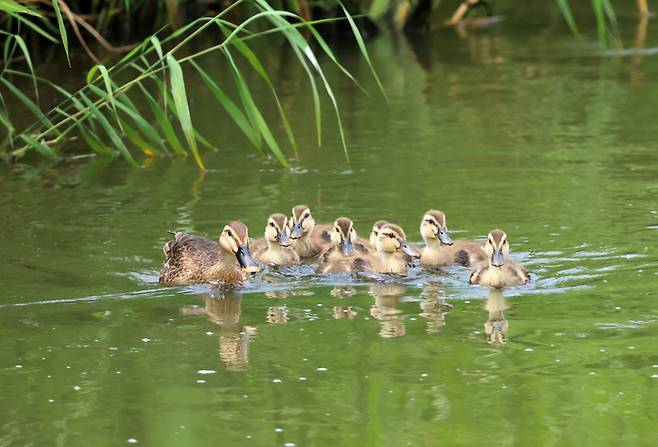 지난 16일 강원 강릉시 경포천에서 흰뺨검둥오리 가족이 상류로 이동하고 있다. [사진 출처 = 연합뉴스]