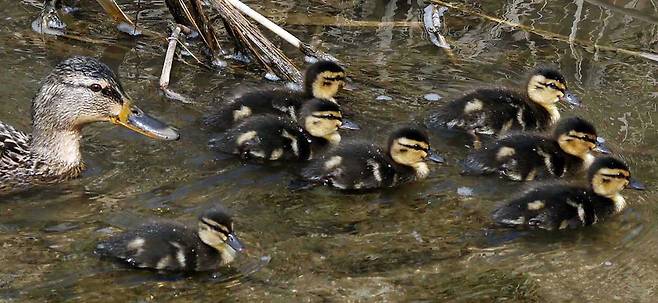 경기 과천 양재천에서 갓 태어난 새끼 오리들이 엄마와 함께 물살을 가르며 세상을 배우고 있습니다. 모든 것이 새로울 새끼 오리들의 나들이가 즐거워 보입니다.  김호영 기자