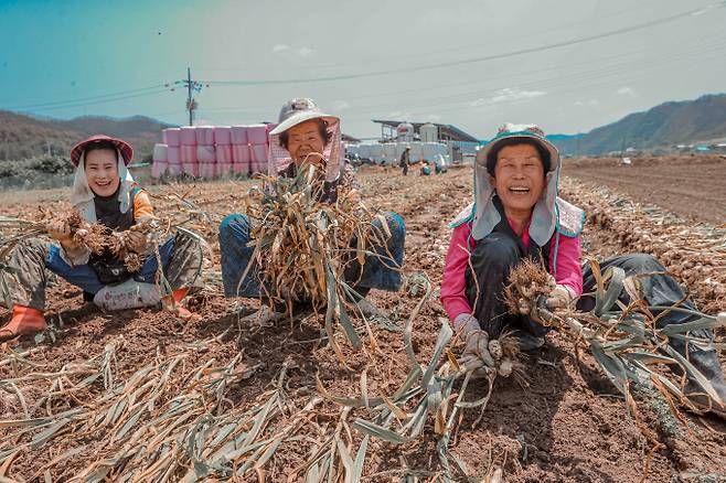 의성지역 농민들이 수확한 마늘을 선보이고 있다./사진제공=경북 의성군