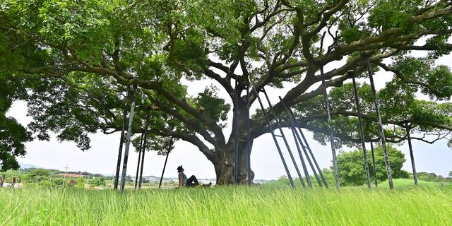 수령 400년을 헤아리는 수동리 팽나무.