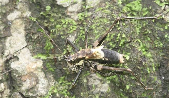 갈색여치. 연합뉴스