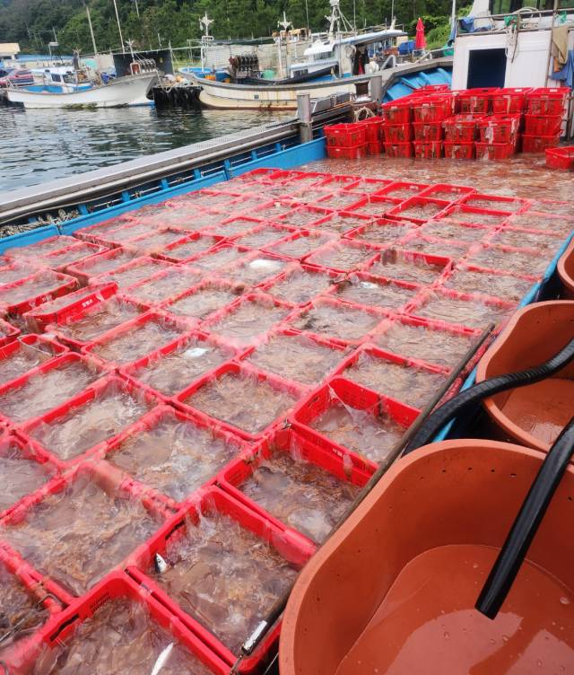 지난해 7월 남구 양포항에 정박된 어선에 있는 고기 상자에 해파리가 가득차 있다. 뉴스1(독자 제공)