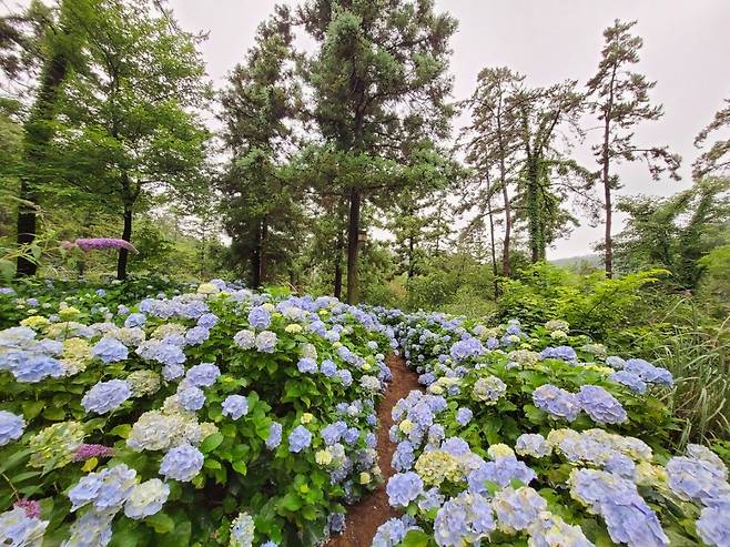활짝 핀 수국 [전남도 제공.재판매 및 DB금지]