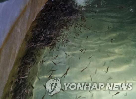 미유기 [연합뉴스 자료사진]