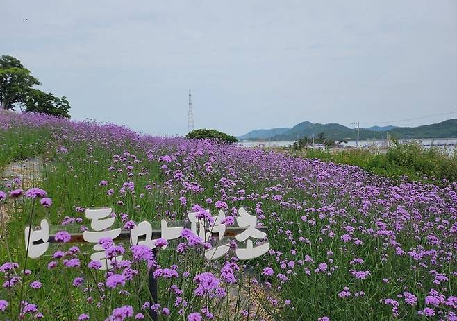 보랏빛으로 물든 퍼플섬 [신안군 제공·재판매 및 DB 금지]