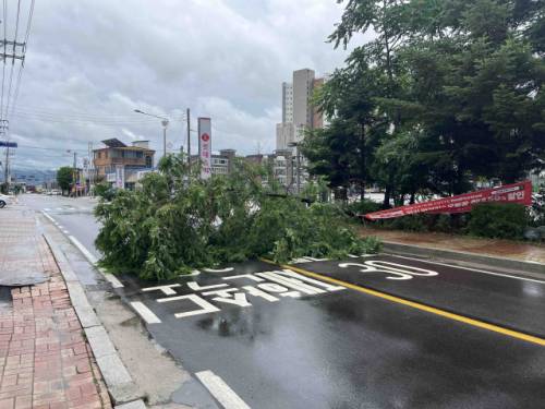 ◇20일 오후 1시14분께 철원군 동송읍에서 도로 위에 나무가 쓰러져 소방당국이 출동했다. 사진=강원특별자치도소방본부 제공