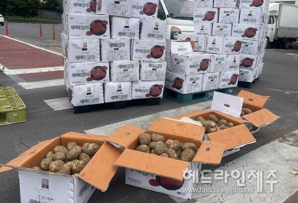 제주시농협 농산물공판장 뒤편에 펼쳐 놓여진 감자들. 전날 공판장 경매에서 이 감자는 20kg 한 상자 5000원에 경락됐다.