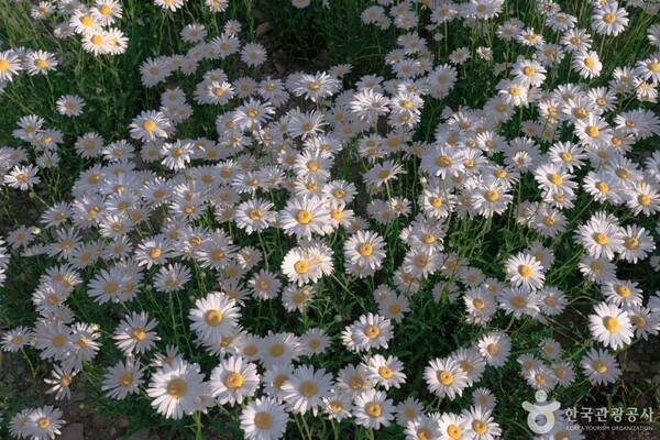 육백마지기 데이지 (ⓒ한국관광공사 포토코리아-김경기)