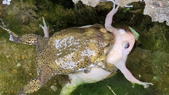 대전 찬샘마을서 발견된 알비노 맹꽁이. 문광연 이사 제공