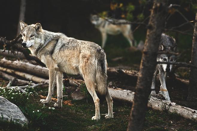파란만장한 삶의 이력이 보이는 듯한 늑대의 모습. 늑대 8의 부검 보고서는 그가 오랫동안 고통을 참았음을 보여주었다. 사계절 제공