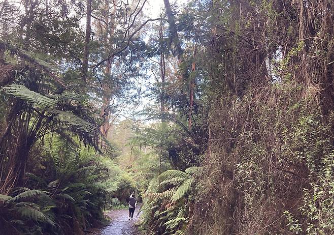 깁슬랜드 타라불가 국립공원은 울창한 냉온대 우림이 어우러진 곳이다. 원시 자연을 목도한 듯한 기분이 든다. 거대한 자연을 탐험하게 하는 독특한 여행지다. 박미향 기자
