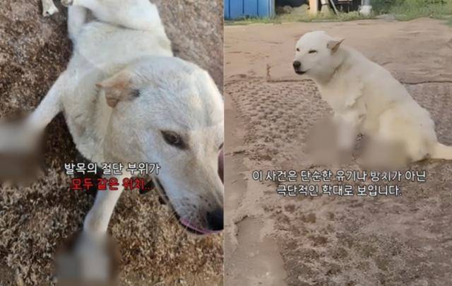 동물보호단체 '케어'가 인스타그램에 올린 '네 발 잘린 백구'의 영상 일부. 케어 인스타그램 계정 캡처