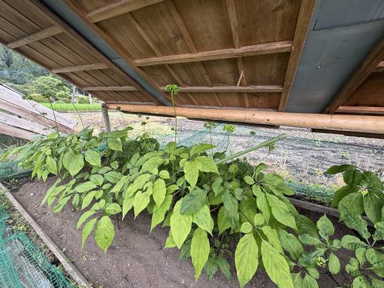 80대인 와타나베 다다시씨가 옛 방식 그대로 흙에 씨앗을 뿌려 키우고 있는 조선씨앗인삼. 김현예 특파원