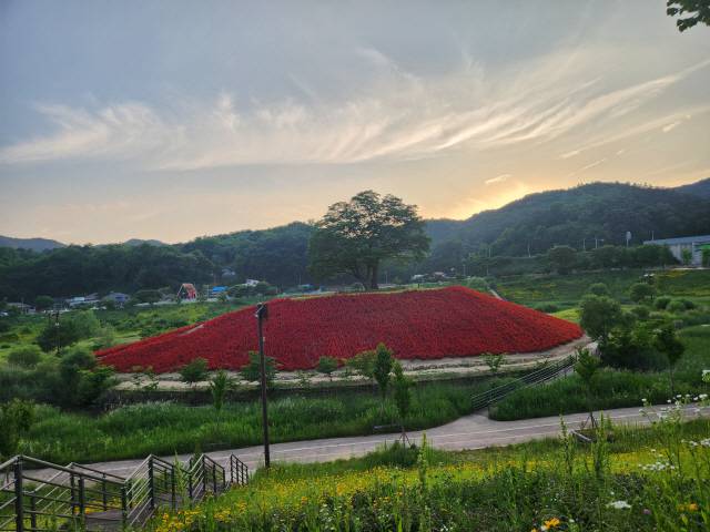 ▲ 영월읍 방절리 느티나무 섬