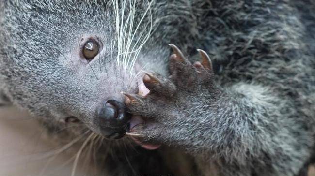 SBS ‘TV동물농장’