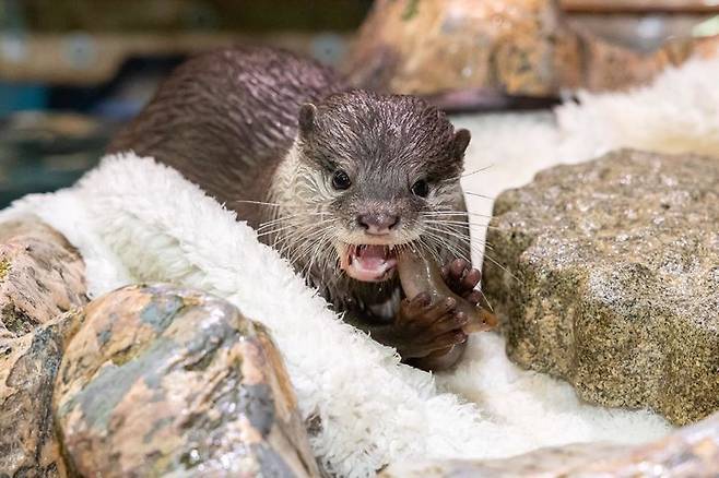 [서울=뉴시스] 21일 서울 송파구 롯데월드 아쿠아리움에서 수달이 먹이를 먹고 있다.롯데월드 아쿠아리움은 세계 수달의 날(5월 28일)을 기념해 오는 24일 오후 2시 지하1층 바다사자 관람석에서 ‘우리가 몰랐던 수달과 해달의 차이점’을 주제로 해양보전 토크콘서트를 진행한다. (사진=롯데월드 아쿠아리움 제공) 2025.05.21. photo@newsis.com *재판매 및 DB 금지