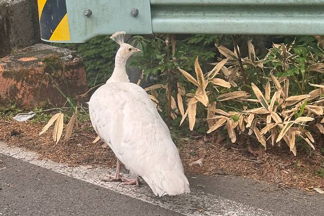 제주 한라산 영실 주차장에서 흰 공작새가 목격됐다. 독자 제공