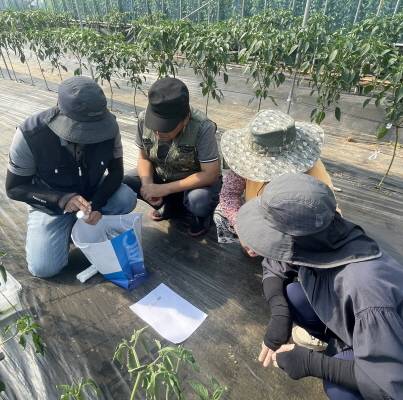 ▲농업기술센터 직원이 고추작물의 바이러스를 진단하고 있다. ⓒ정읍시